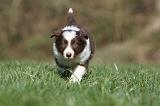 BORDER COLLIE 832